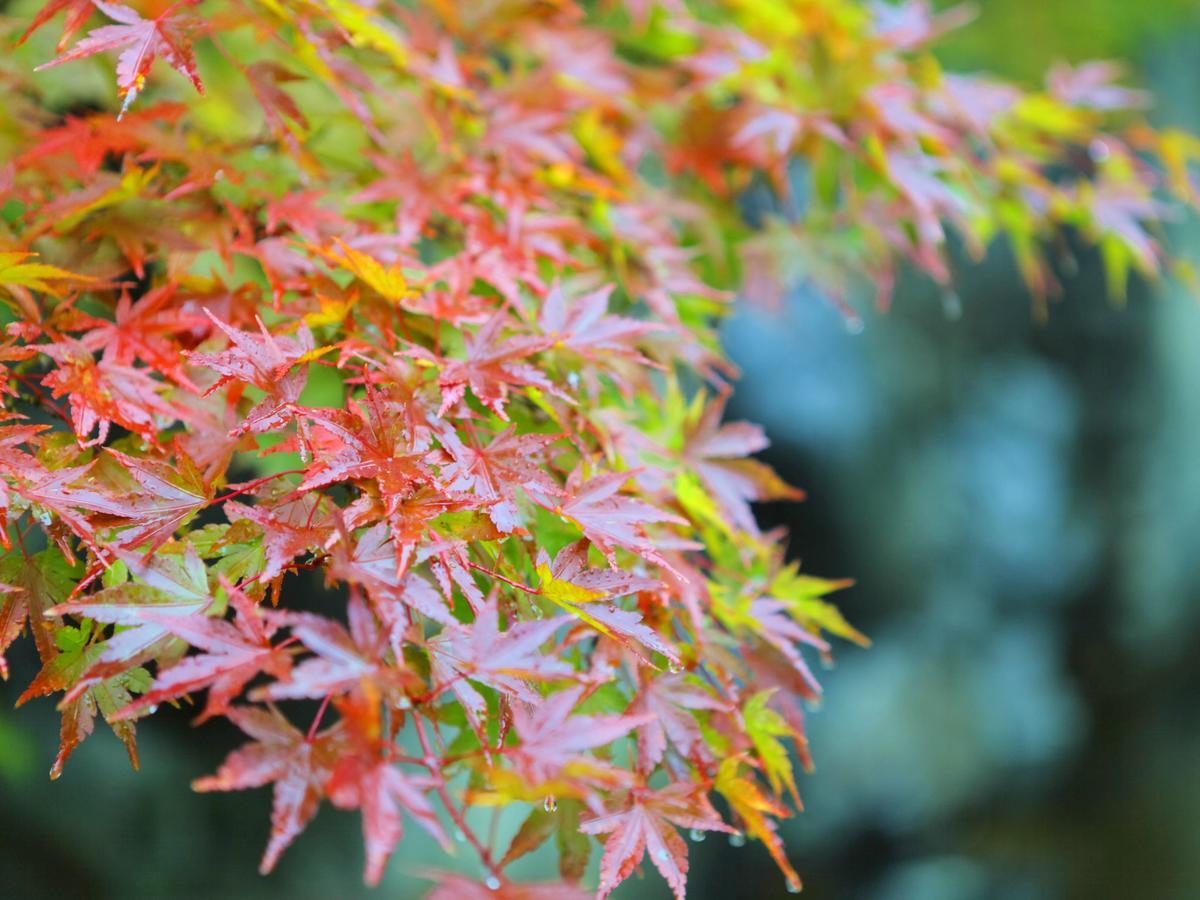 Yamashiro Onsen Midori No Yado Bansyoukaku Hotel คากะ ภายนอก รูปภาพ